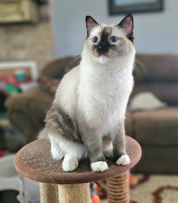 Marian is a beautiful Seal Point Mitted